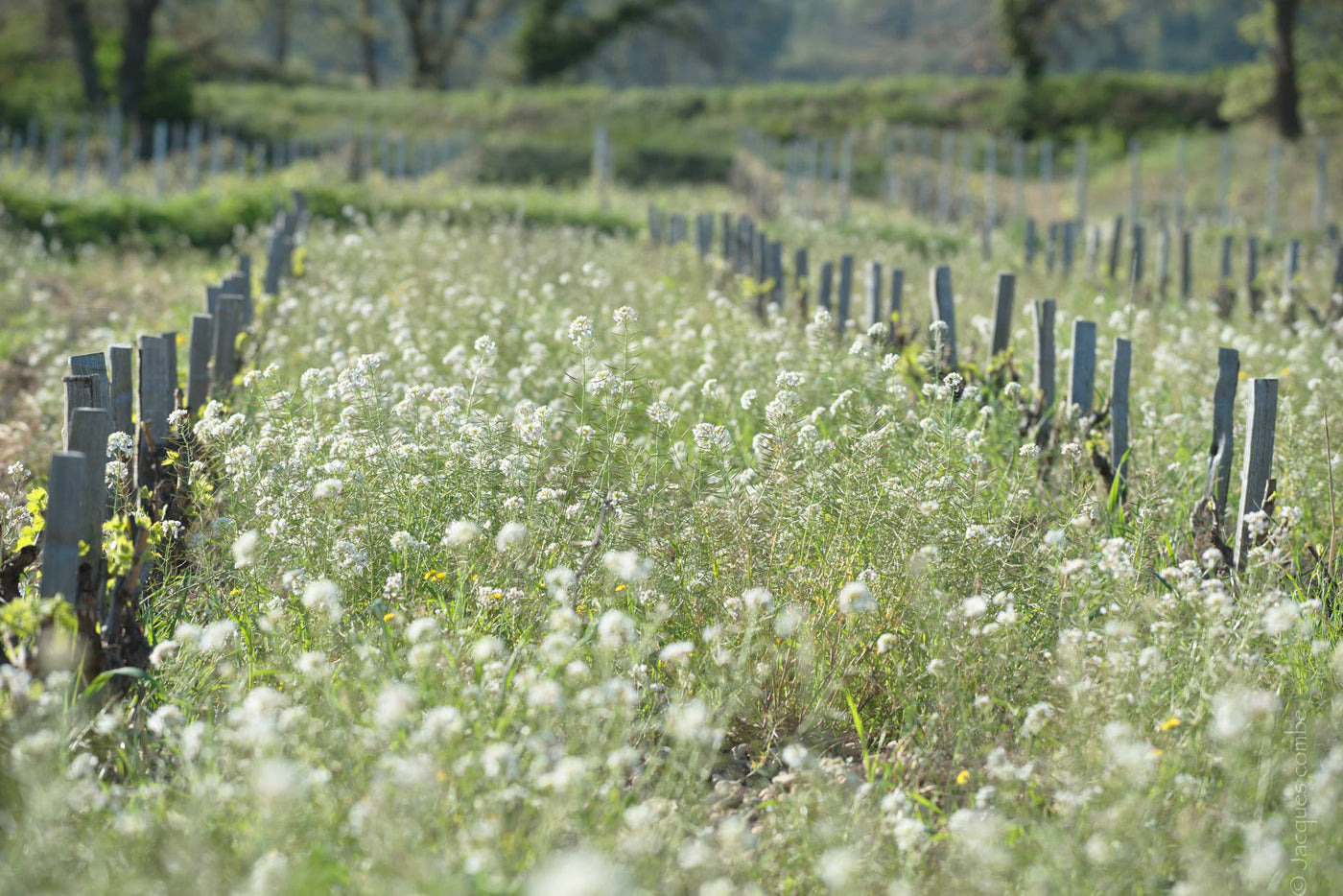 Biodynamic Wines